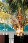 Le Tropical Hotel 
